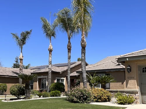Palm Tree Care by Fuerte Tree Service