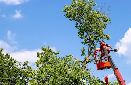 Tree Trimming by Fuerte Tree Service